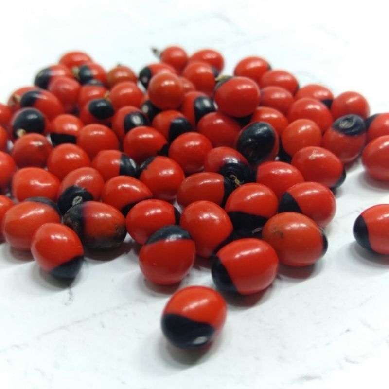 25 biji saga rambat, benih saga, bibit tanaman saga, tanaman sogok tunteng.(Abrus precatorius)