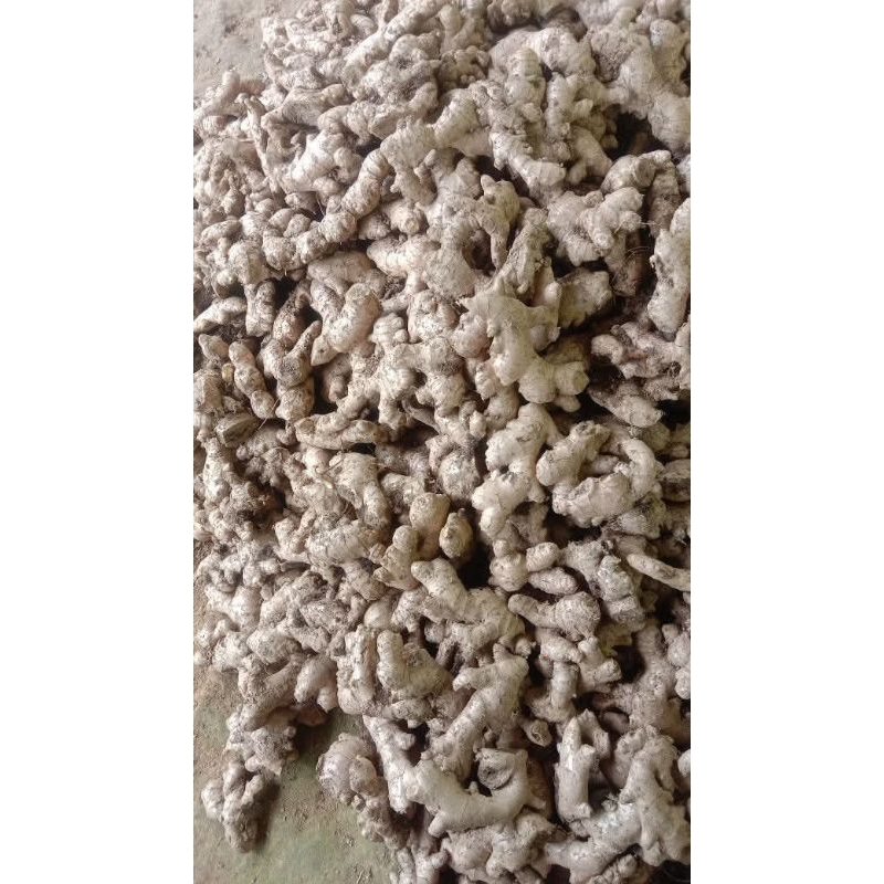 

jahe emprit tua segar 1 kg