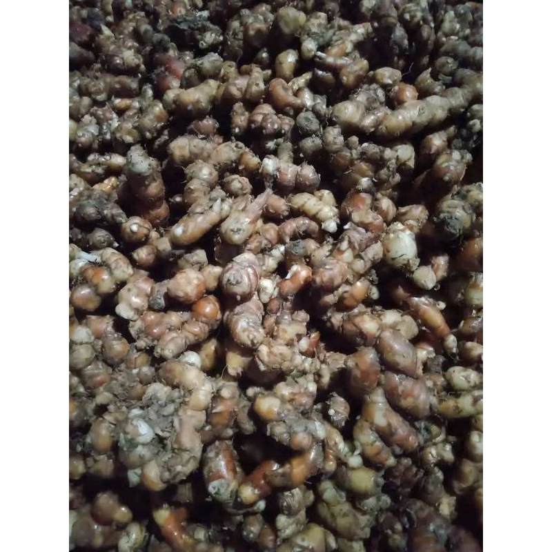 

kencur tua pilihan sudah sortir yang muda segar 1 kg
