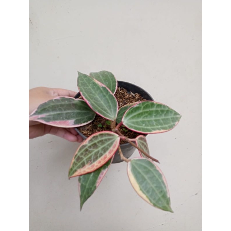 Tanaman Hias Hoya sirih variegata, Macrophylla variegata