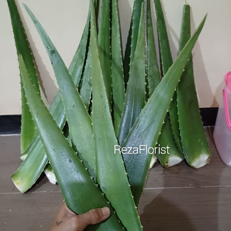 

Pelapah Lidah Buaya Jumbo 1 Pcs Fres / Segar
