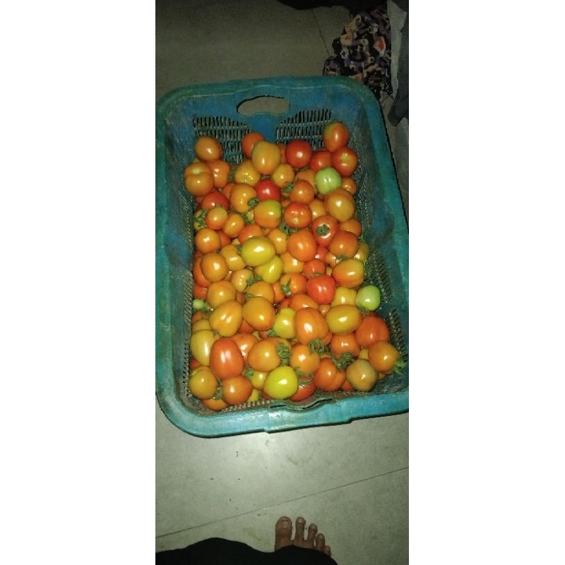 

TOMAT SUPER MURAH PER KILO