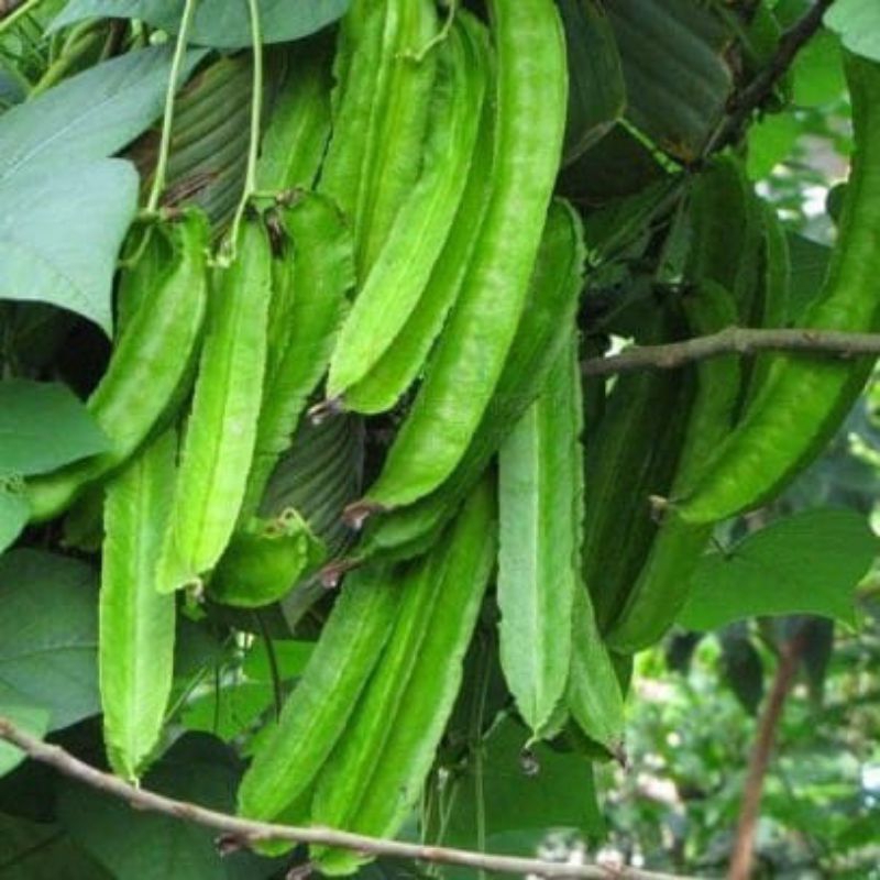 

KECIPIR HIJAU SUPER IMPORT 50BIJI++