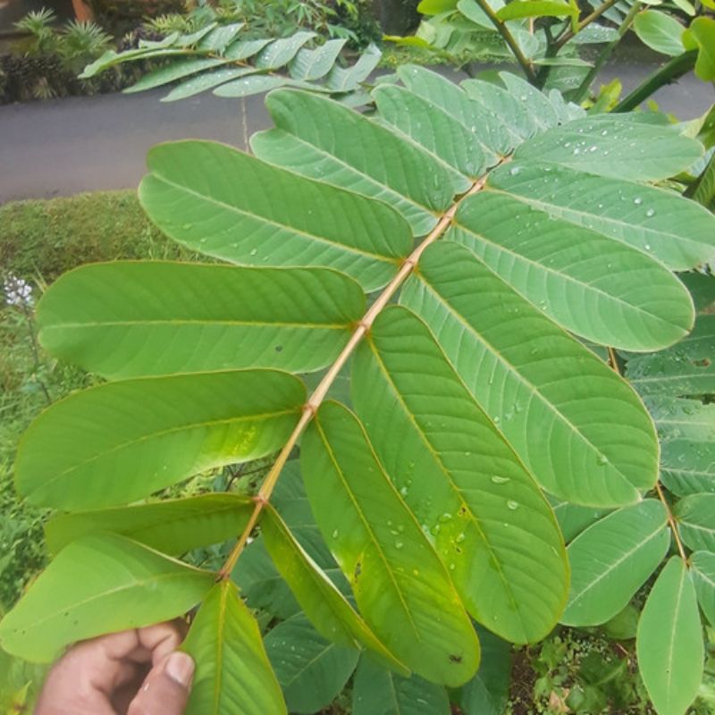 

Daun ketepeng cina obat gatal kudis kurap eksim di petik saat di pesan 100gr