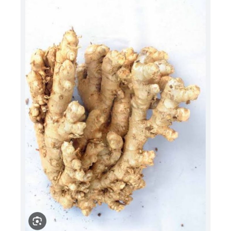 

biji lempuyang obat herbal 250gram