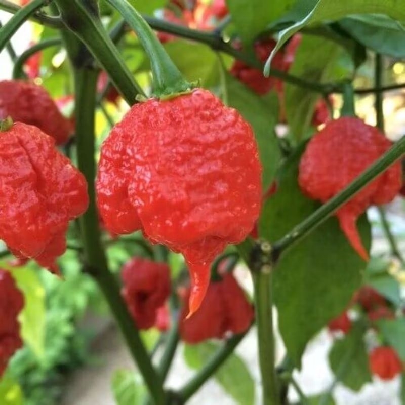 Tanaman Cabai Carolina (CABE TERPEDAS DI DUNIA) / Cabe Carolina / / Carolina Reaper Pepper / Carolin