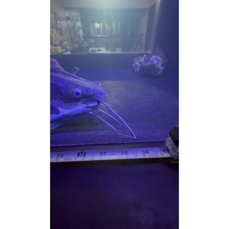 hiasan akuarium mega tank rtc jumbo 95cm up real
