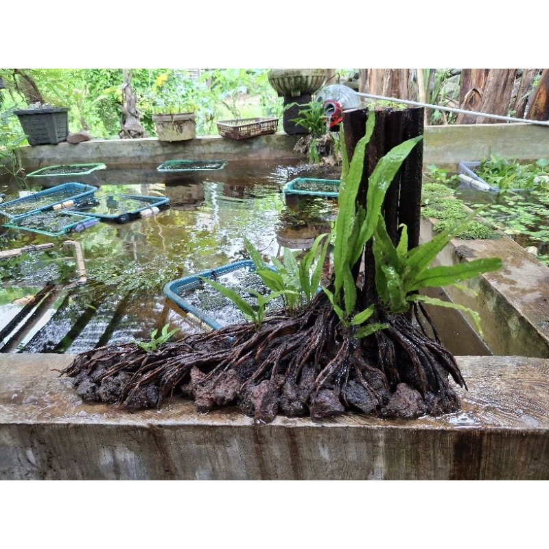 hardscape natural aquarium aquascape