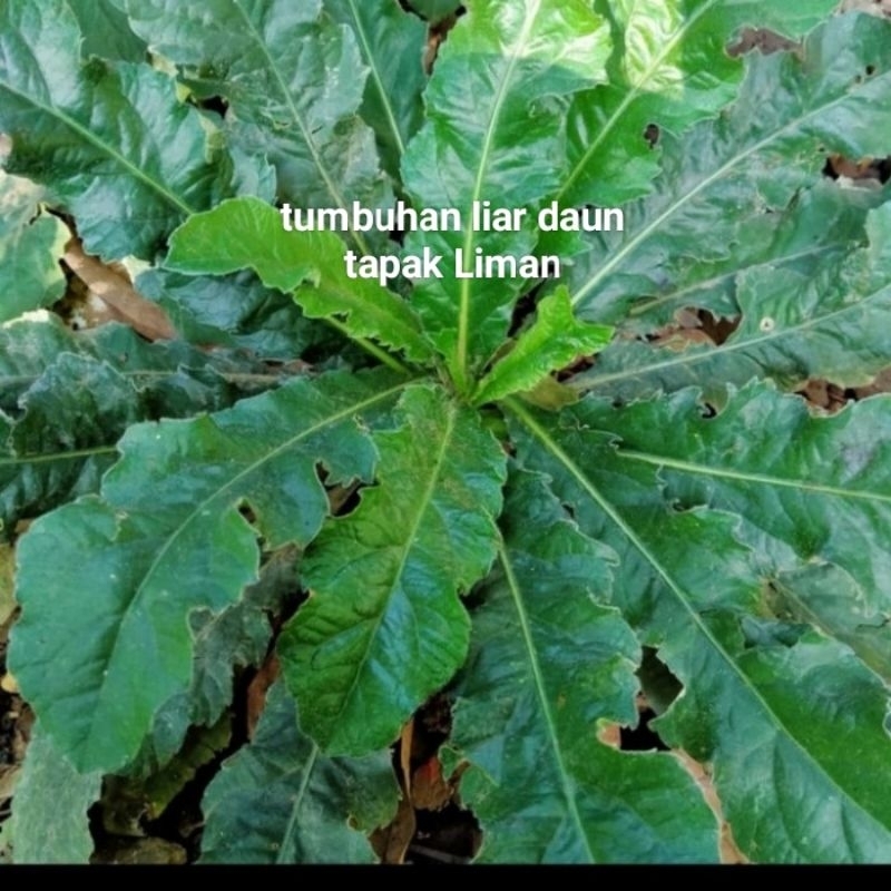 

daun dan akar tapak liman