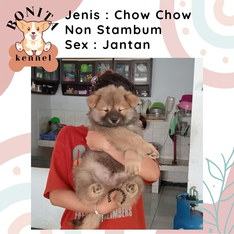 Anjing Chow Chow Non Stambum Anak Anjing Chow Chow Betina Jantan