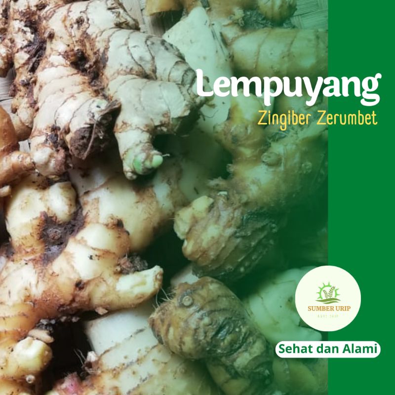 

Lempuyang Segar 1 Kg