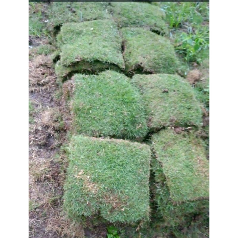 rumput jepang 1 meter