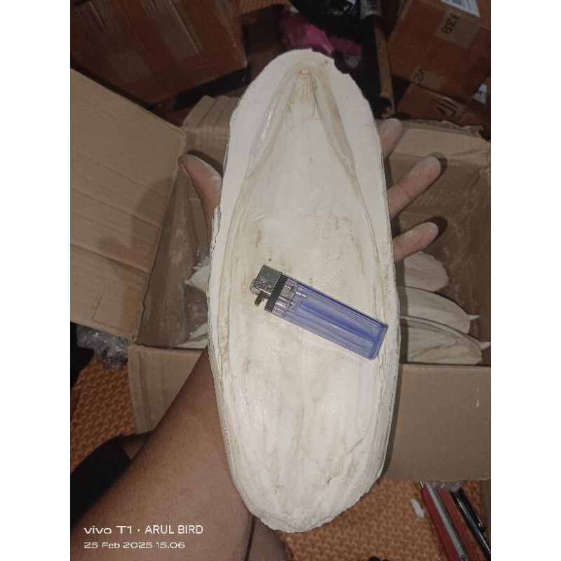 asinan tulang sotong super jumbo 31-32cm 1pcs