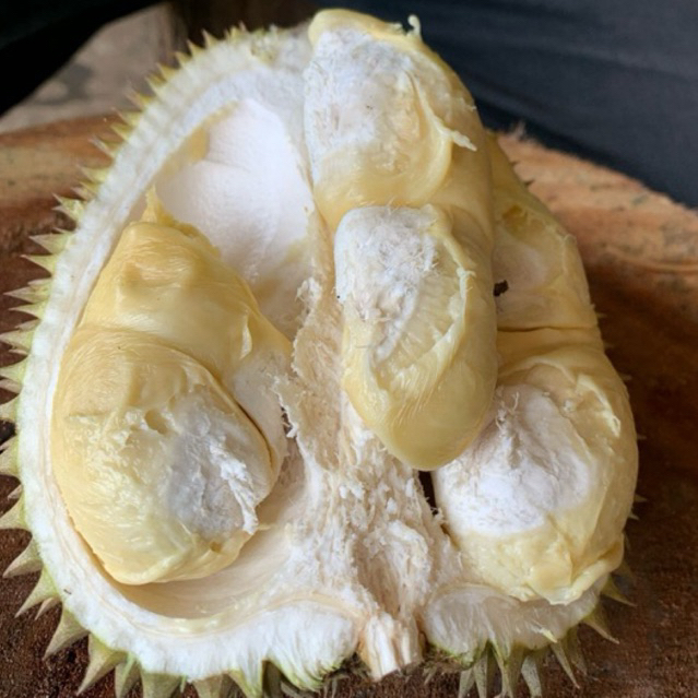 

Durian Lokal Lumajang Ukuran Besar