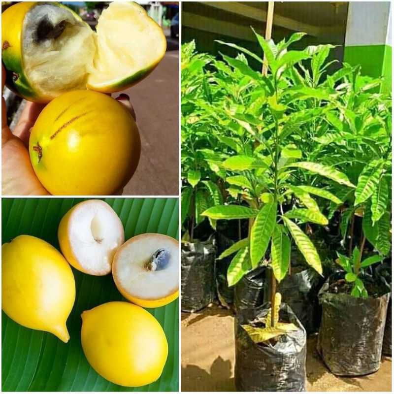 bibit abiu jumbo sambung