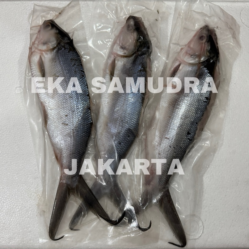 

IKAN BANDENG CABUT DURI / BANDENG TANPA DURI / BANDENG FROZEN BEKU FRESH