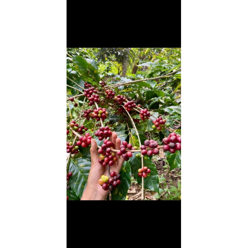 

Kopi sajang - Sembalun