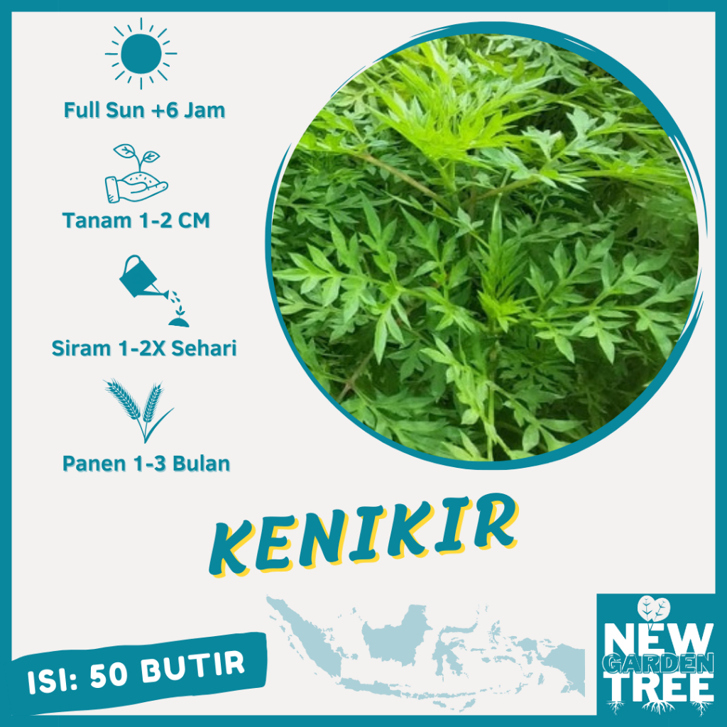 BENIH SAYURAN: 50 BENIH KENIKIR SAYUR KUALITAS UNGGUL