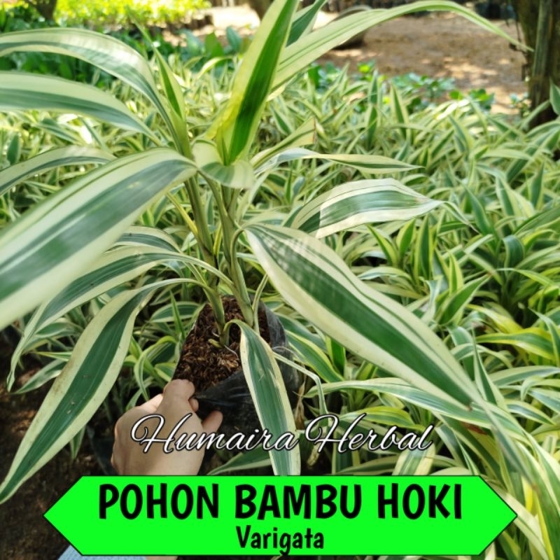 BAMBU HOKI VARIGATA Pohon Bambu Hoki Varigata Pohon Hias Tanaman Hias Dekorasi
