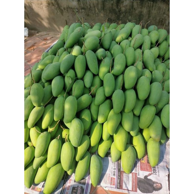 

1 KG Buah mangga muda mentah campur (masam/belah biji) rujak Indramayu segar rujakan fresh dari pohon/Pelem/murah/ mangkal/ Kiojay kiojai/nanas /danas / harumanis / jamson / kweni / apel / ompyong / gedong / cengkir / manalagi /organik/ cengkir / lalijowo