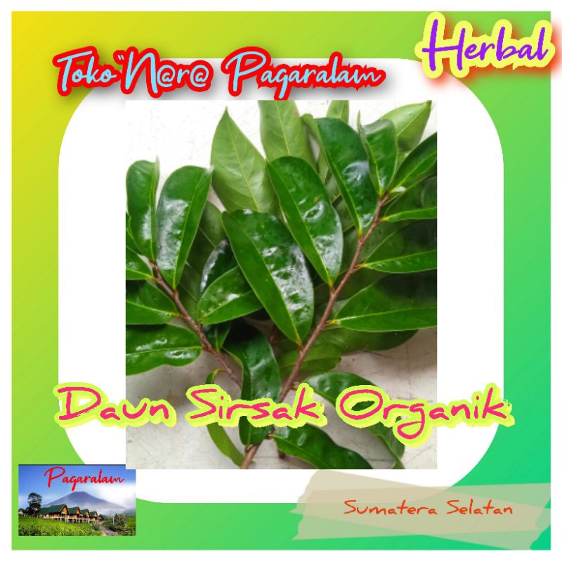 

daun sirsak segar 100 helai, obat herbal
