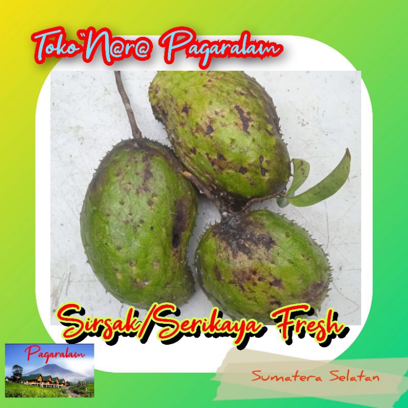 

Buah Sirsak /Serikaya murah