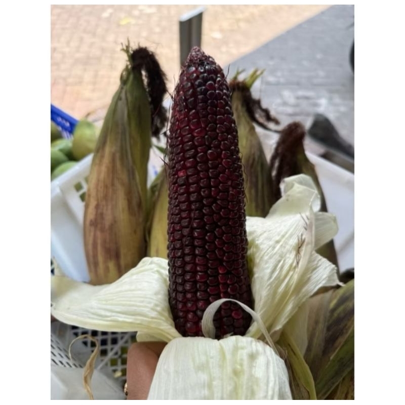 

jagung ketan batik dan ungu