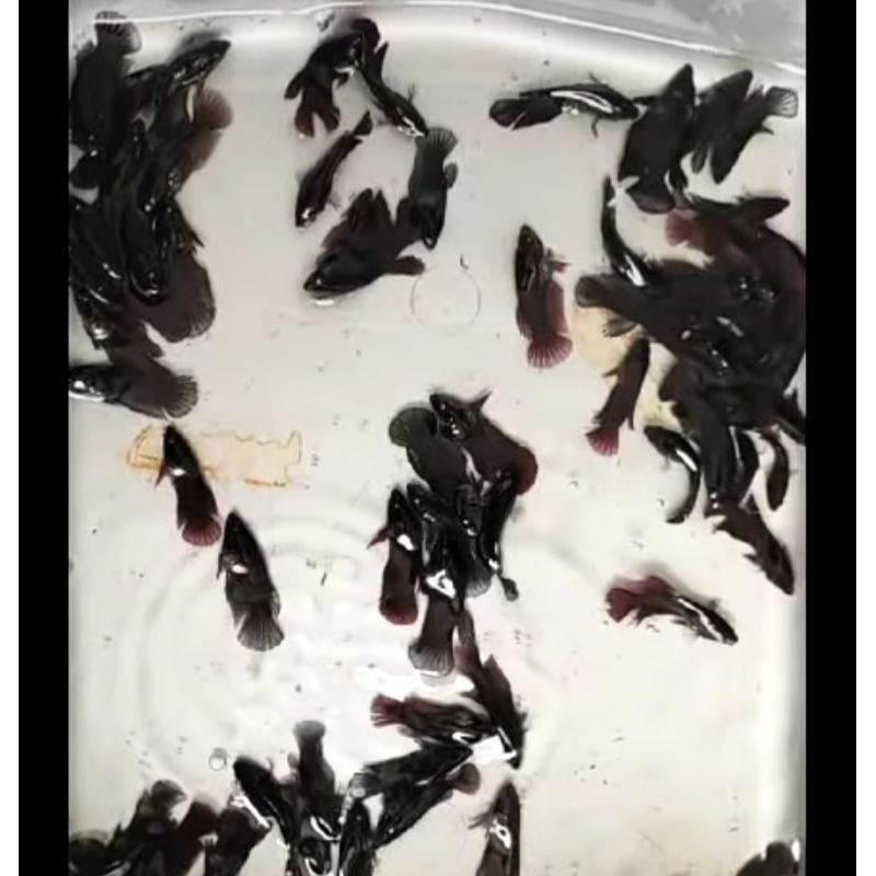 

Hmpk Superblack betta bahan top