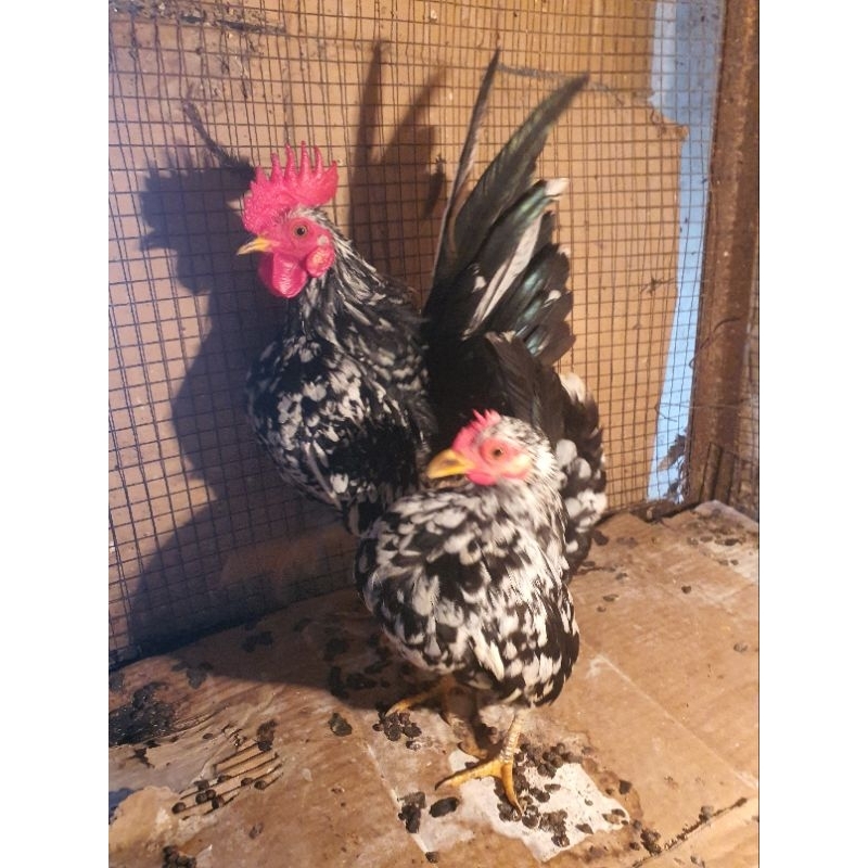 AYAM SERAMA /AYAM MALAYSIA