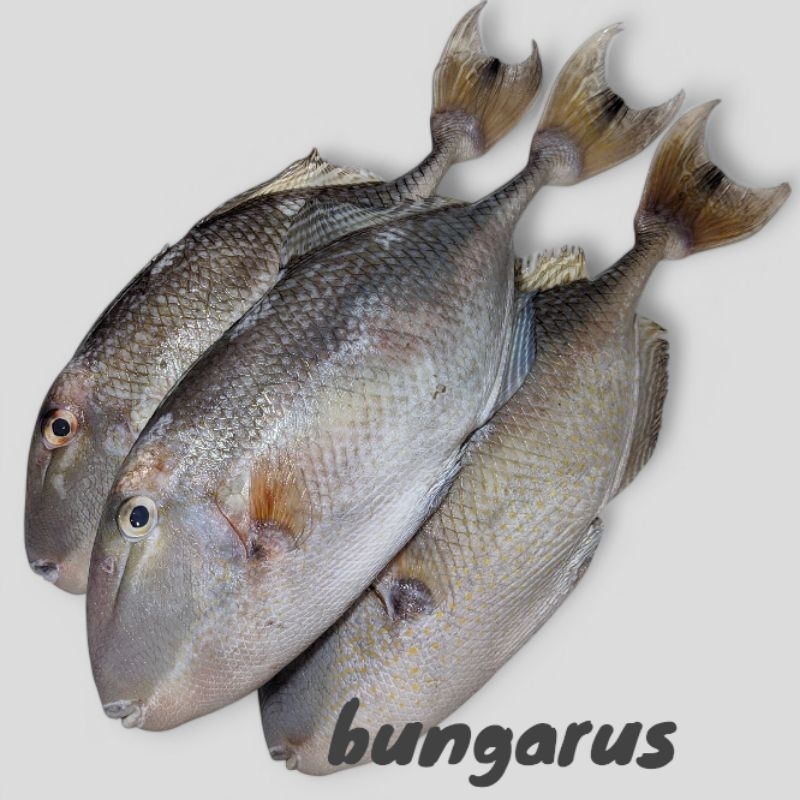 

Ikan Ayam Ayam Segar Etong Fish Frozen Kambing Kambing Seafood MPASI