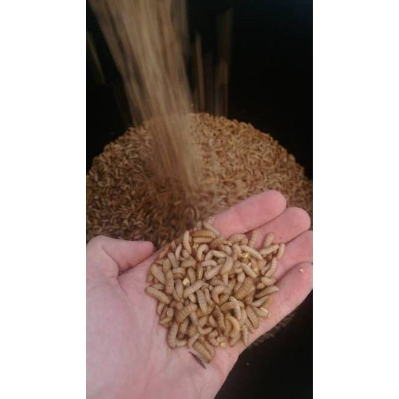 Maggot Magot BSF Hidup Fresh 1 Kg Umpan Pancing, Pakan Ikan, Burung, Reptil dll