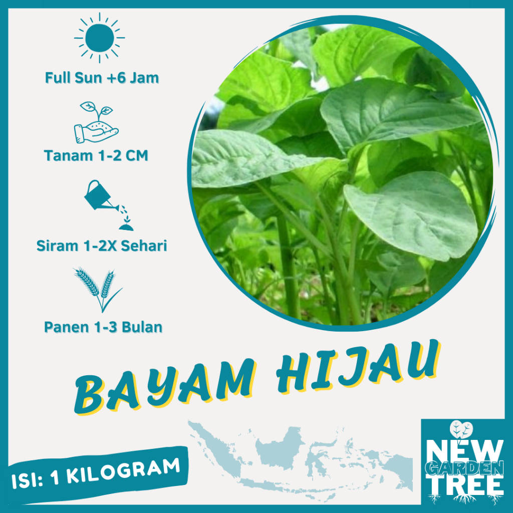 BENIH SAYURAN: 1 KG BENIH BAYAM HIJAU KUALITAS UNGGUL