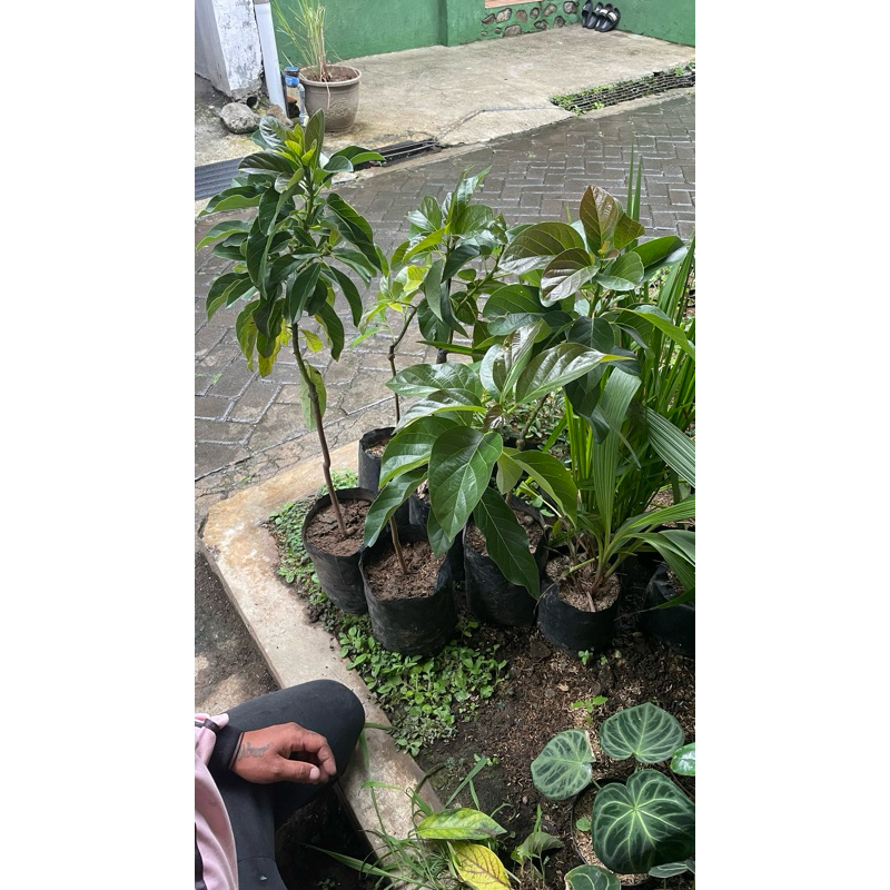 bibit alpukat markus dan aligator