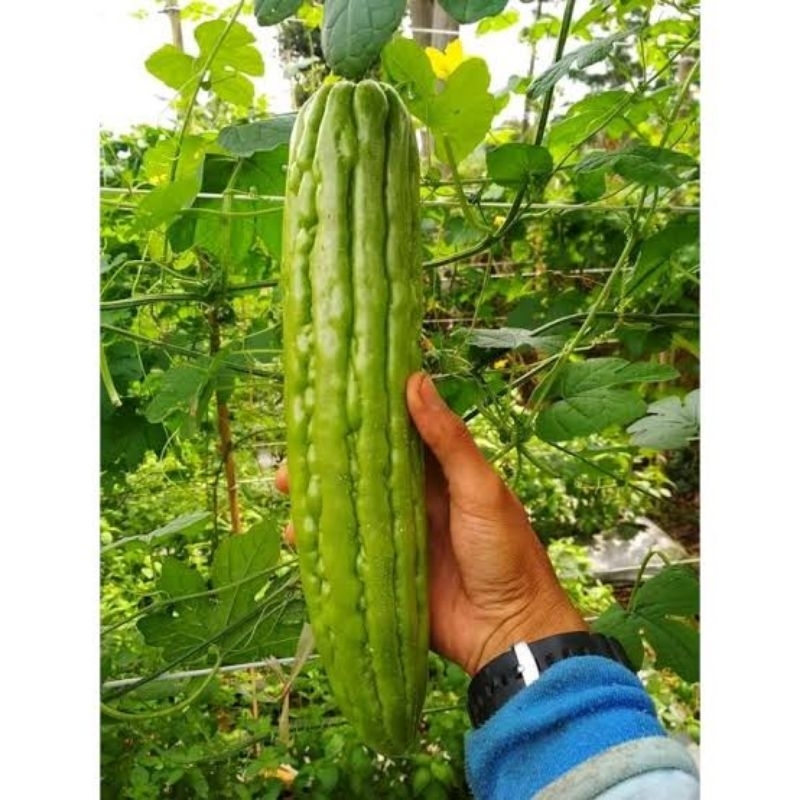 3 BIJI BIBIT/BENIH SAYUR PARE/ BUAH PARE CAP PANAH MERAH