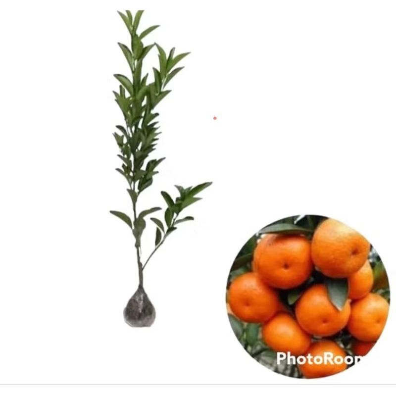 jeruk Santang madu cepat berbuah dari cangkok an