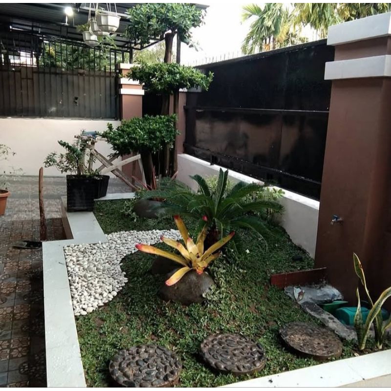 pembuatan taman. Cemara udang