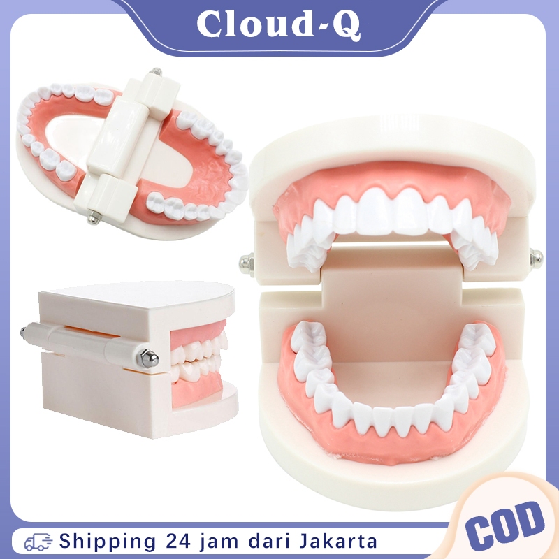 Peraga Gigi Model Gigi Edukasi Phantom Gigi Lepasan Model Study Gigi Alat Peraga Gigi