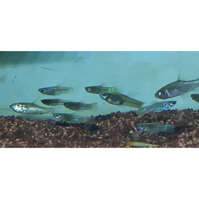 Ikan Cere Hidup untuk pakan Ikan Predator 50 pcs 10.000