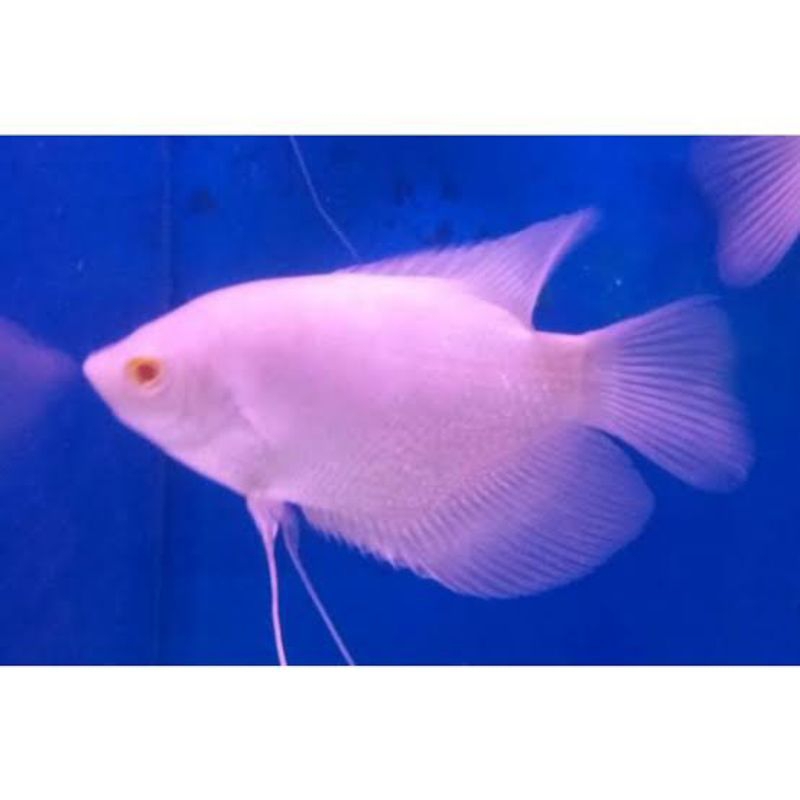Dekorasi Hiasan Aquarium Gurami Padang (KHUSUS INSTAN)