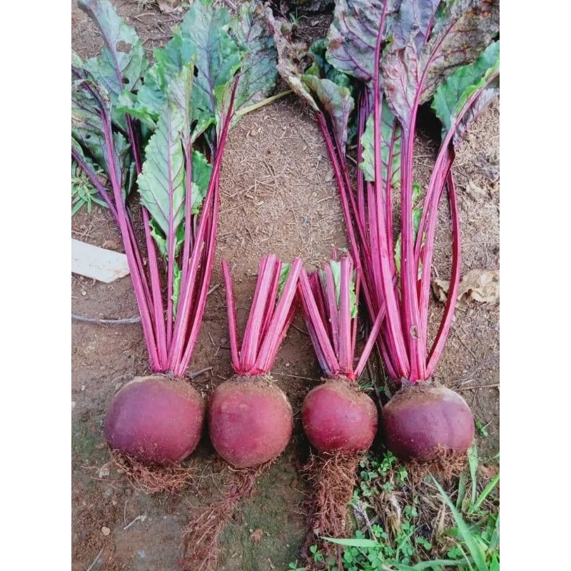 

Termurah bit root organik.harga /kg
