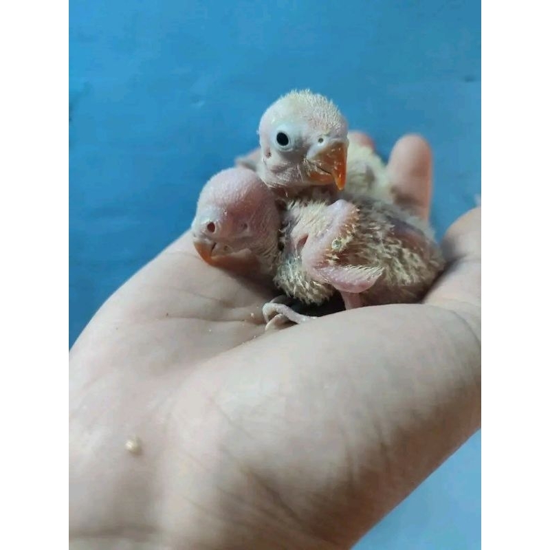 lolohan lovebird paskun