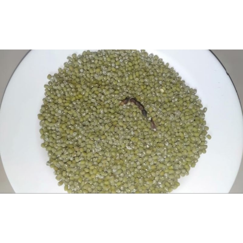 

kacang hijau butek