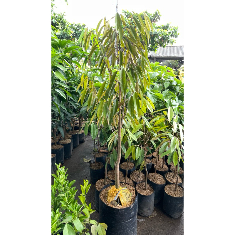 bibit durian musang king 1meter batang besar