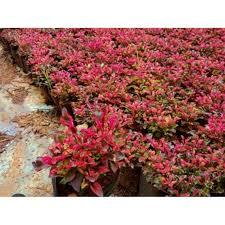 Tanaman krokot merah super rimbun