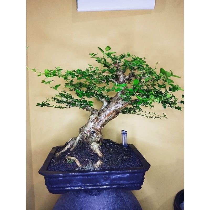 bonsai wacang medium wahong sancang siap pajang