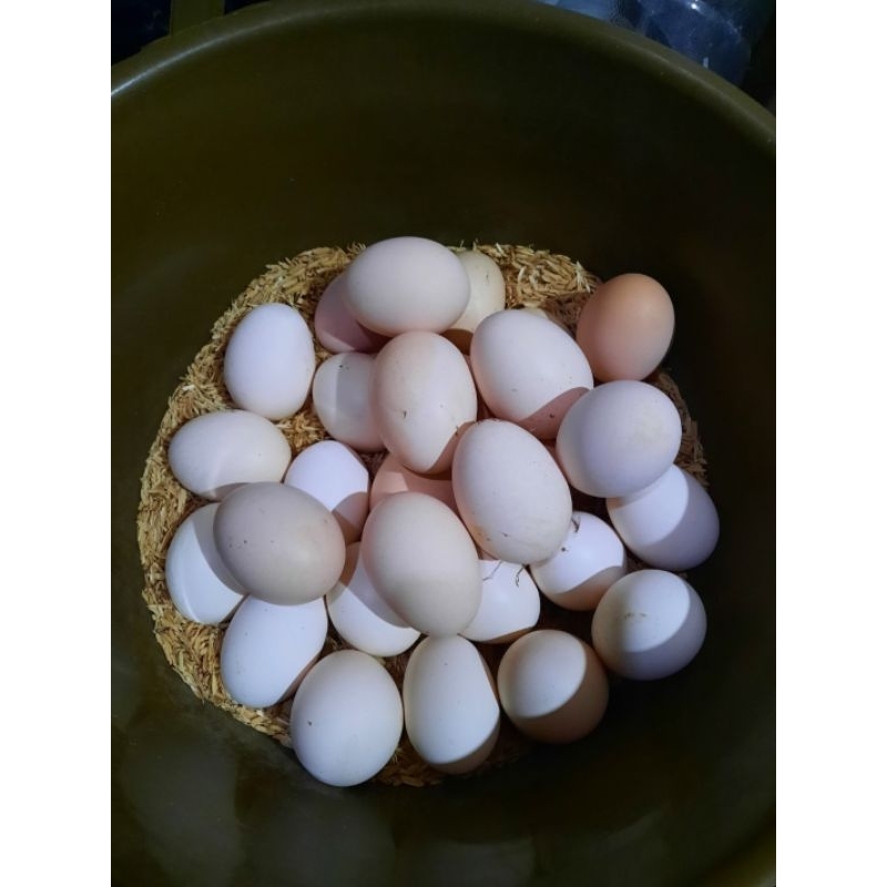 

Telur Ayam Fertil, Jenis KPU (Kampung Petelur Unggul) Resmi Pusat