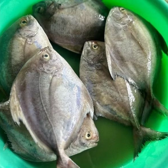 

Ikan Bawal Laut / Bawal Hitam / Dorang