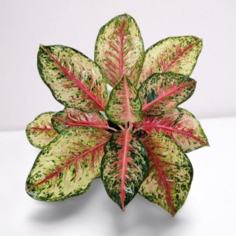 aglonema sweet dream