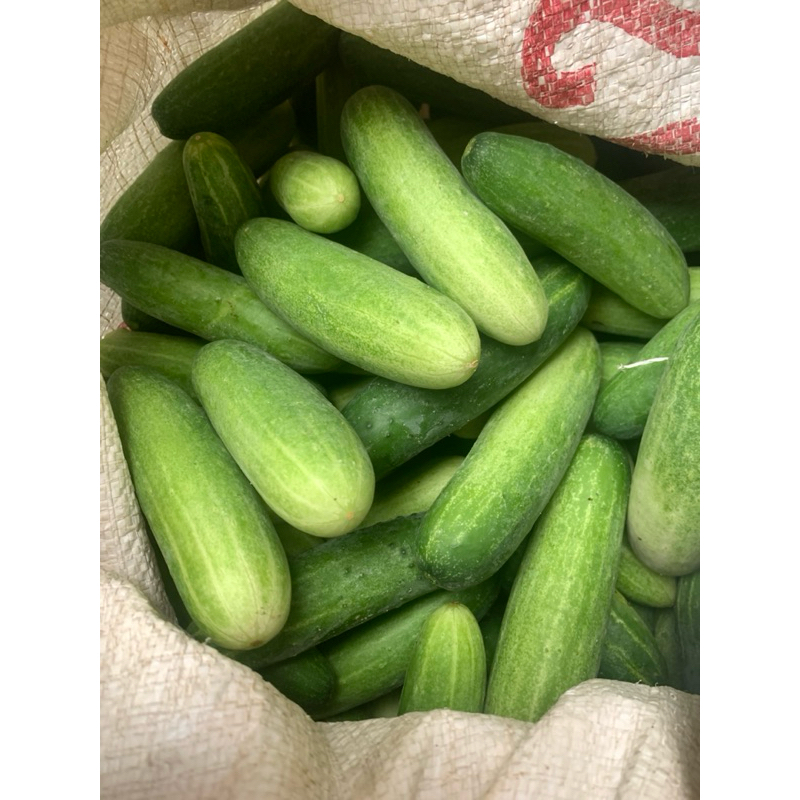 

Timun Besar Segar (500/1Kg)