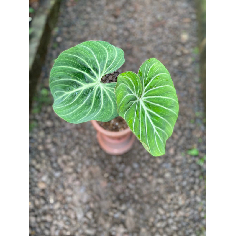 philodendron gloriosum white veins
